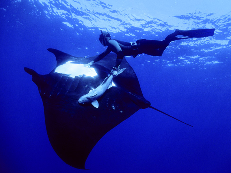 Make your wishes come true be precise and swim with manta rays